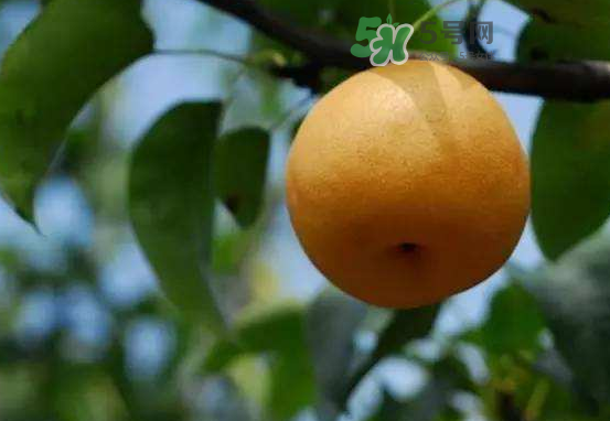 豐水梨什么時(shí)候上市？豐水梨幾月份成熟？