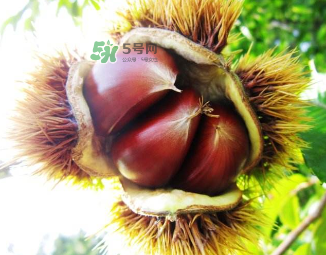 板栗能和紅薯一起吃嗎？板栗能和牛肉一起吃嗎？