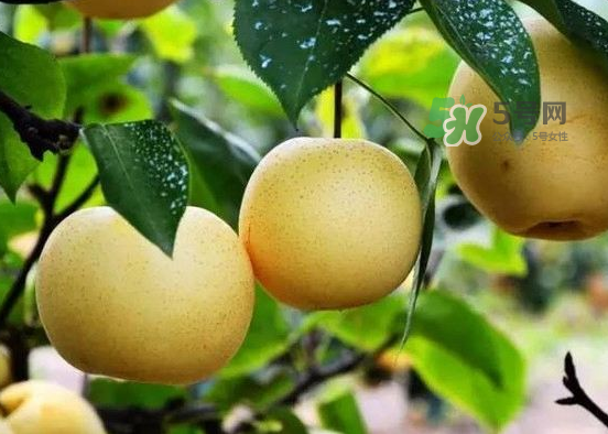 豐水梨什么時(shí)候上市？豐水梨幾月份成熟？