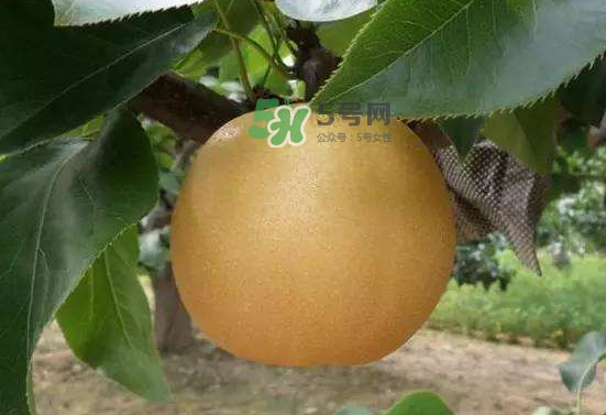 豐水梨什么時(shí)候上市？豐水梨幾月份成熟？