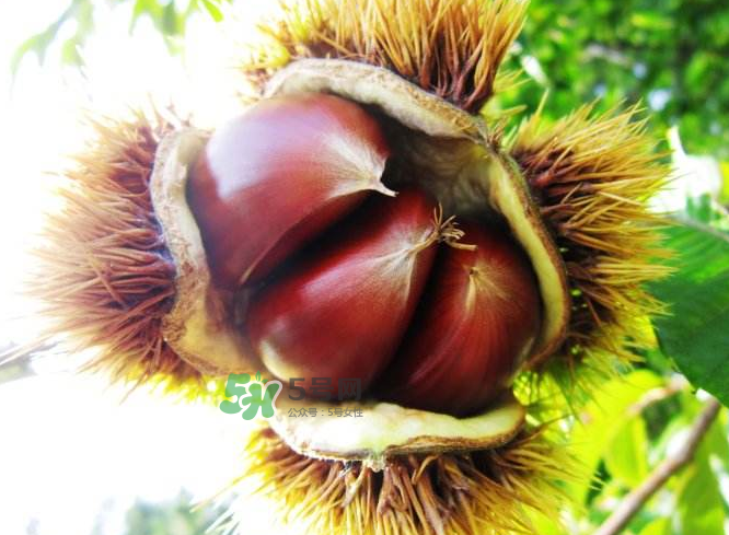 板栗能補(bǔ)腎嗎？板栗補(bǔ)腎陰還是腎陽(yáng)？