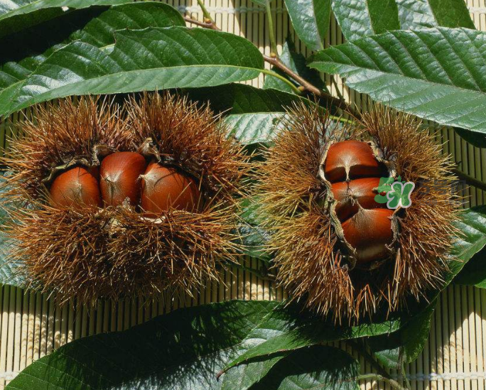 板栗怎么炒好吃又香？板栗怎么炒容易剝殼？