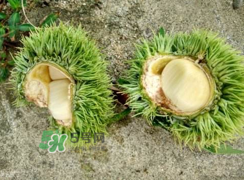 嫩板栗可以吃嗎？嫩板栗怎么吃？