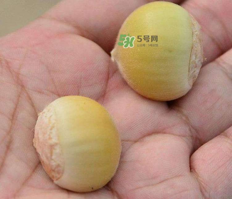 嫩板栗可以吃嗎？嫩板栗怎么吃？