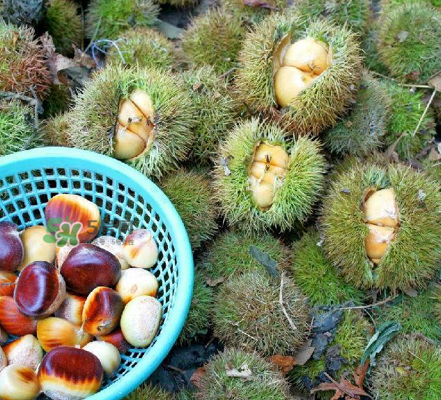 嫩板栗可以吃嗎？嫩板栗怎么吃？