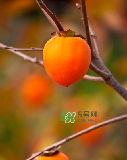 脆柿子好吃還是軟柿子好吃？脆柿子和軟柿子哪個(gè)好吃？