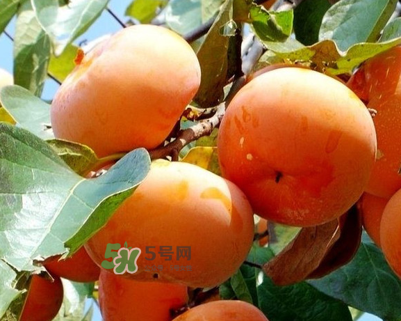 柿子澀是什么原因？柿子如何去澀？