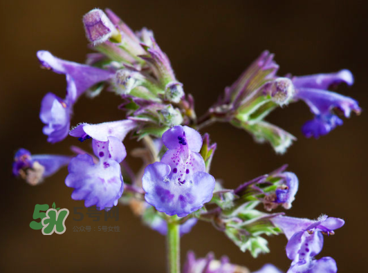 貓薄荷人能吃嗎？貓薄荷能吃嗎？