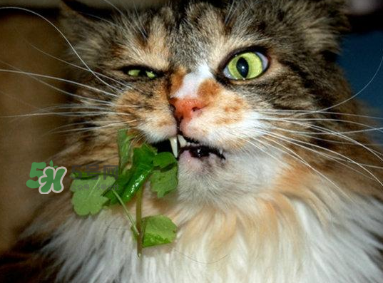 貓薄荷人能吃嗎？貓薄荷能吃嗎？