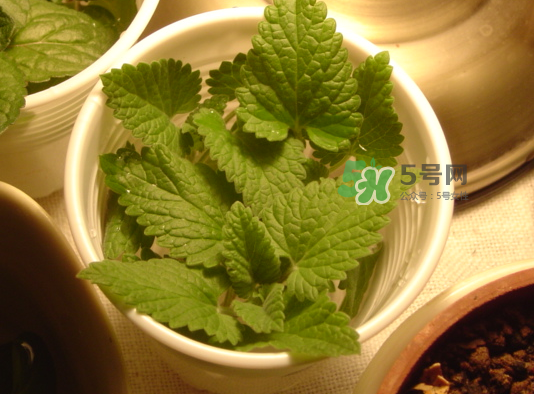 貓薄荷人能吃嗎？貓薄荷能吃嗎？