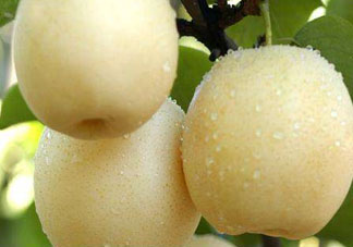 皇冠梨雞爪病能吃嗎？皇冠梨雞爪病怎么辦？