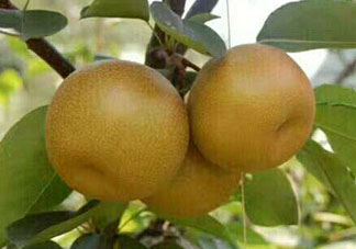 2017豐水梨多少錢一斤？豐水梨價格