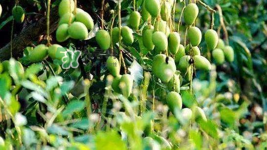 孕晚期能吃芒果嗎？孕晚期吃了很多芒果對胎兒好嗎？