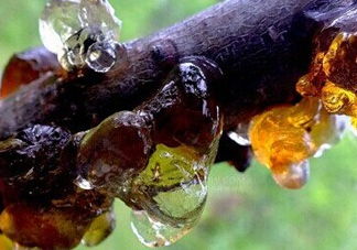 桃膠是桃樹(shù)上的膠嗎？桃膠是什么味道