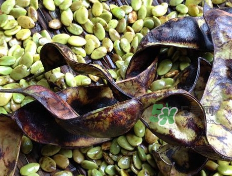 皂角米有沒(méi)有美容功效？吃皂角米美容靠不靠譜？