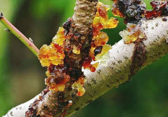 桃膠是什么東西？女性吃桃膠有什么好處