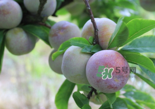 芙蓉李多少錢(qián)一斤？芙蓉李價(jià)格