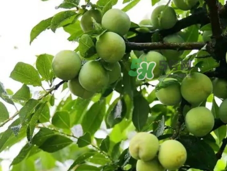 芙蓉李多少錢(qián)一斤？芙蓉李價(jià)格