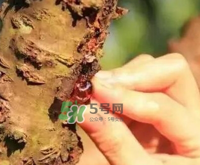 桃膠是桃樹上的膠嗎？桃膠是什么味道