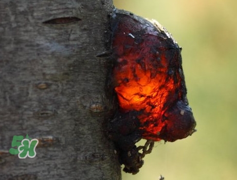 桃膠什么時(shí)候采摘最好？桃膠什么時(shí)候吃最好