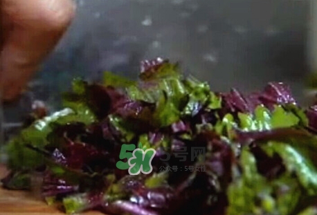 紫蘇葉泡水喝的功效_紫蘇葉泡水喝的禁忌 紫蘇葉泡水喝的功效_紫蘇葉泡水喝的禁忌