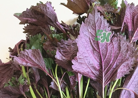 紫蘇葉泡水喝的功效_紫蘇葉泡水喝的禁忌 紫蘇葉泡水喝的功效_紫蘇葉泡水喝的禁忌