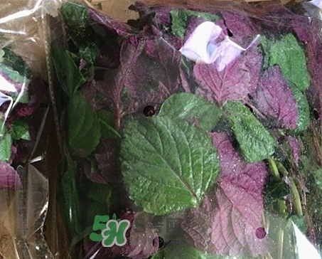 紫蘇葉泡水喝的功效_紫蘇葉泡水喝的禁忌 紫蘇葉泡水喝的功效_紫蘇葉泡水喝的禁忌