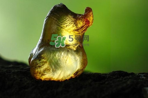 桃膠幾月份可以采摘？桃膠幾歲小孩能吃