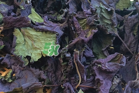 紫蘇葉泡腳適合哪些人_紫蘇葉泡腳不適合哪些人 紫蘇葉泡腳適合哪些人_紫蘇葉泡腳不適合哪些人