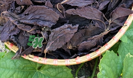 紫蘇葉泡腳適合哪些人_紫蘇葉泡腳不適合哪些人 紫蘇葉泡腳適合哪些人_紫蘇葉泡腳不適合哪些人