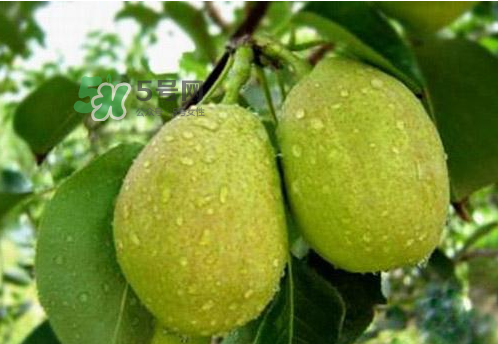 香梨是熱性還是涼性？香梨酸性還是堿性？