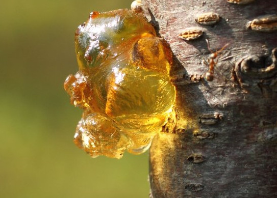 桃膠有毒嗎？桃膠怎么吃