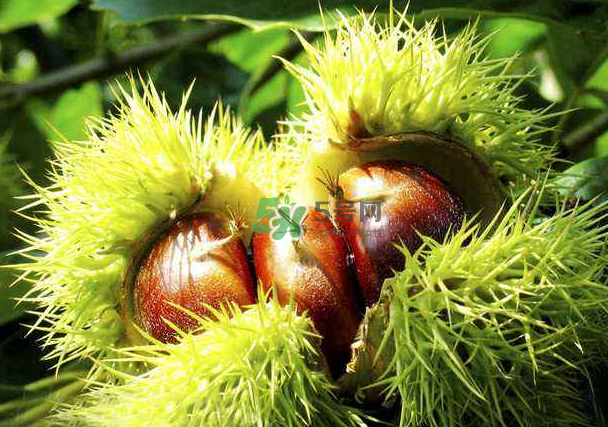 板栗和什么煲湯最好？板栗湯做法大全