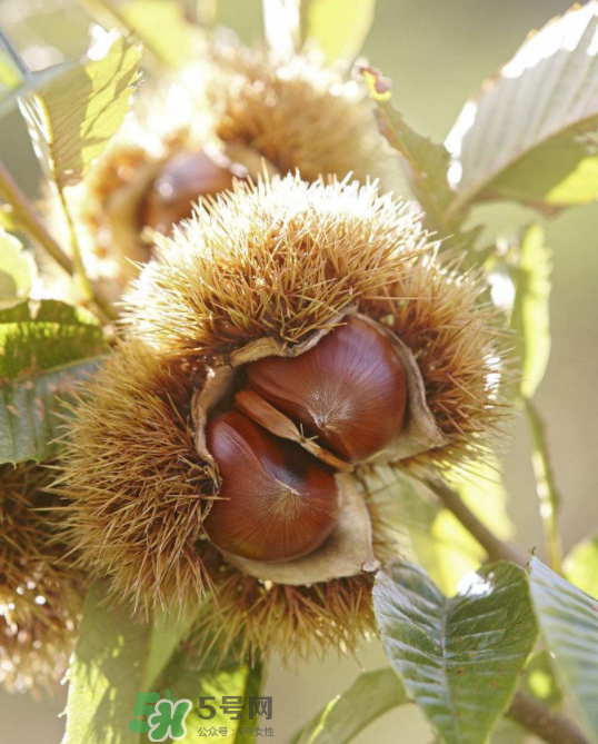 板栗生吃有什么好處？板栗生吃的功效