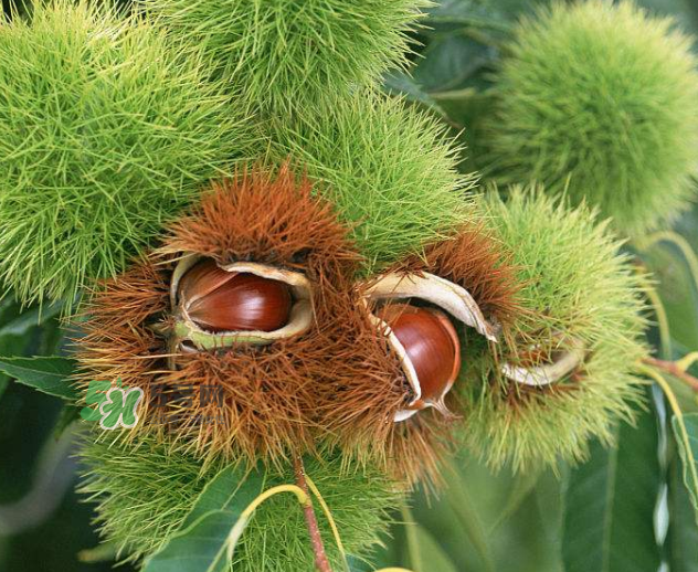 板栗生吃有什么好處？板栗生吃的功效