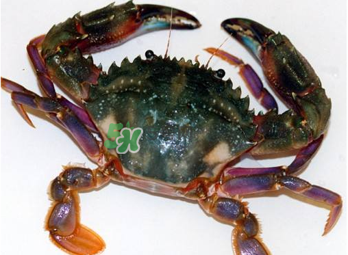 蘭花蟹蒸多長時(shí)間？蘭花蟹的做法