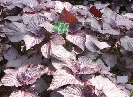 紫蘇葉不能和什么一起吃_紫蘇葉和什么食物相克 紫蘇葉不能和什么一起吃_紫蘇葉和什么食物相克