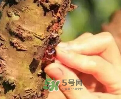 桃膠適合什么人吃？吃桃膠會(huì)上火嗎？