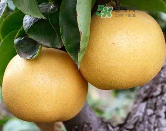 豐水梨和雪梨哪個好？豐水梨和雪梨的區(qū)別