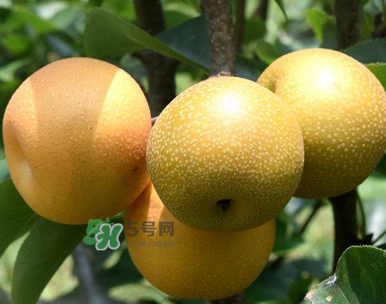 豐水梨和雪梨哪個好？豐水梨和雪梨的區(qū)別