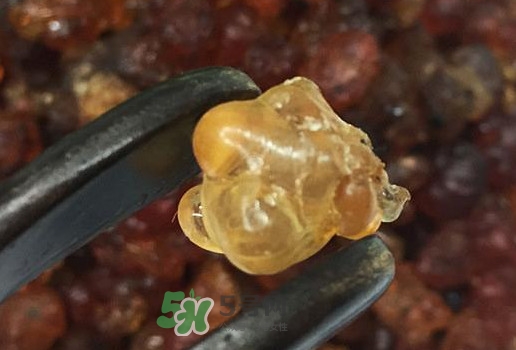 桃膠幾月份可以采摘？桃膠幾歲小孩能吃