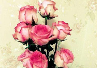 roseonly怎么讀？roseonly怎么讀在線讀？