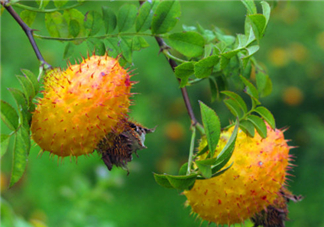 刺梨怎么吃？刺梨正確吃法