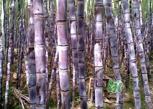 甘蔗什么時候成熟？甘蔗什么時候上市