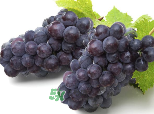 戶太八號什么時(shí)候成熟？戶太八號幾月份成熟？