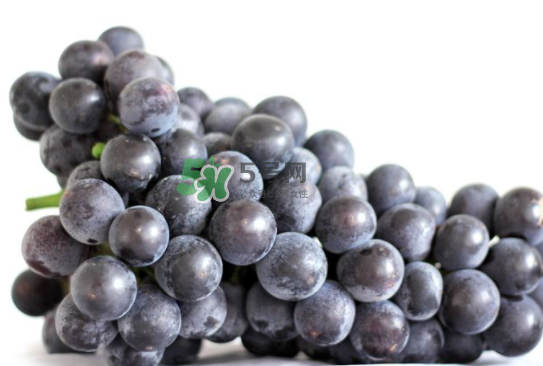 戶太八號什么時(shí)候成熟？戶太八號幾月份成熟？