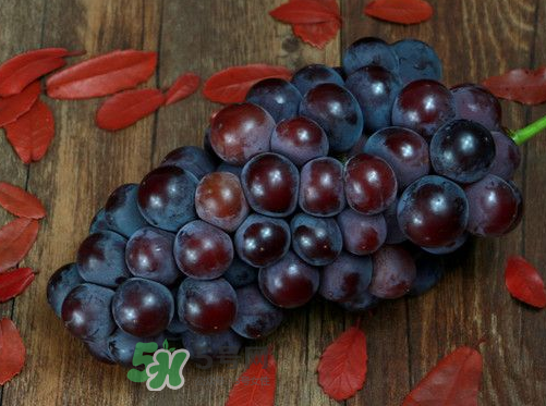 戶太八號多少錢一斤？戶太八號為什么在全國很有名？