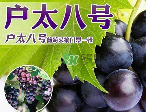 戶太八號多少錢一斤？戶太八號為什么在全國很有名？