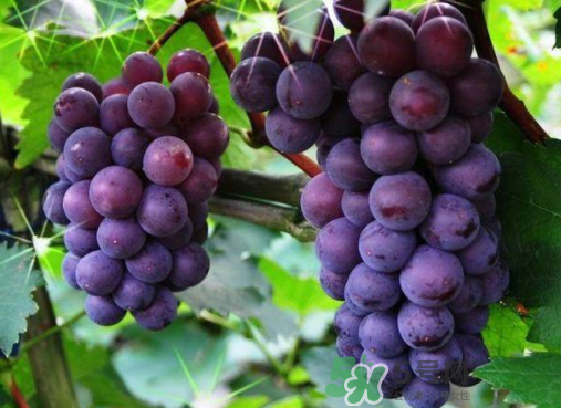 戶太八號和巨峰哪個好？戶太八號和巨峰的區(qū)別