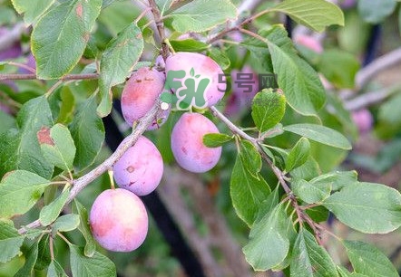 西梅是酸性還是堿性食物？西梅是甜的還是酸的